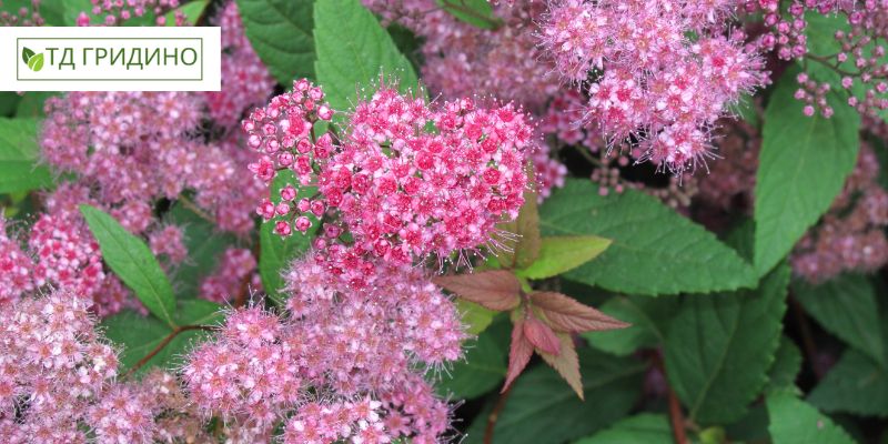 Здоровые саженцы спиреи японской (Spiraea japonica) разных сортов