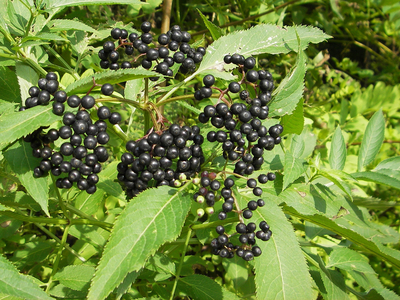Бузина черная (Sambucus nigra `Aurea`) С 3
