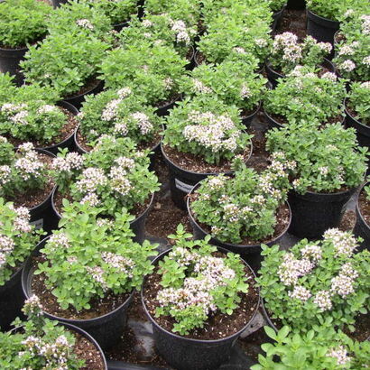 Душица обыкновенная(Origanum vulgare `Compactum`) С2 - С3