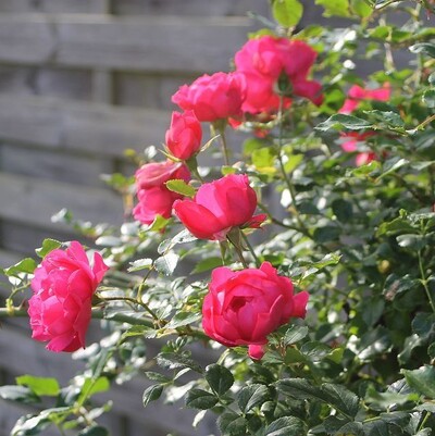 Роза почвопокровная Роди (Rody)