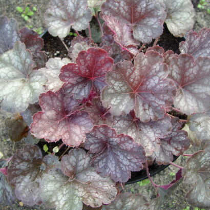 Гейхера (Heuchera `Frosted Violet`)