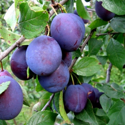 Слива привитая (Prunus domestica `Ночка`)