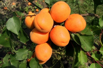 Абрикос (Prunus armeniaca `Хар Гранд`)