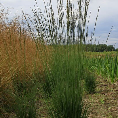 Молиния голубая (Molinia caerulea `Heidebraut`) С2 - С3