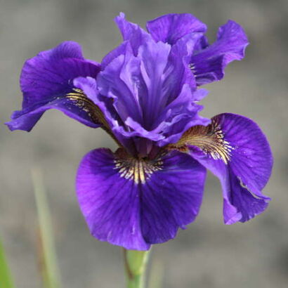 Ирис сибирский (Iris sibirica `Ruffled Velvet`) С3