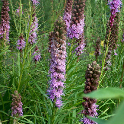 Лиатрис колосковый (Liatris spicata) С2-С3