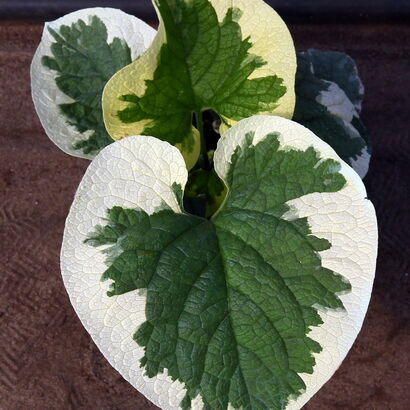 Бруннера крупнолистная (Brunnera macrophilla `Variegata`) С2-3