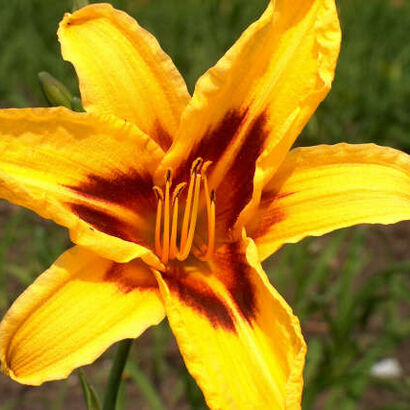 Лилейник гибридный (Hemerocallis `Bonanza`) С2 - С3