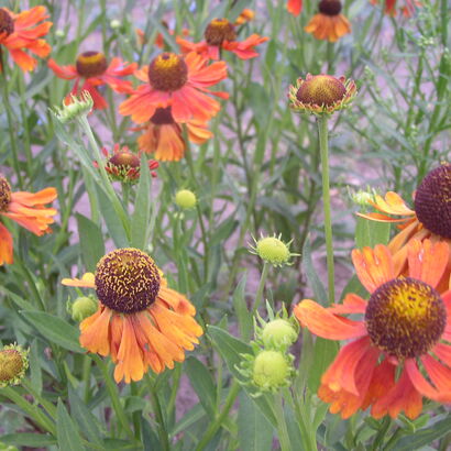 Гелениум осенний (Helenium autumnale `Rotgold`)