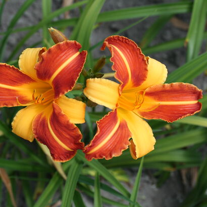 Лилейник гибридный (Hemerocallis `Frans Hals`) С2 - С3