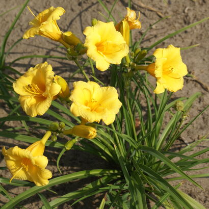 Лилейник гибридный (Hemerocallis `Stella de Oro`) С2 - С3