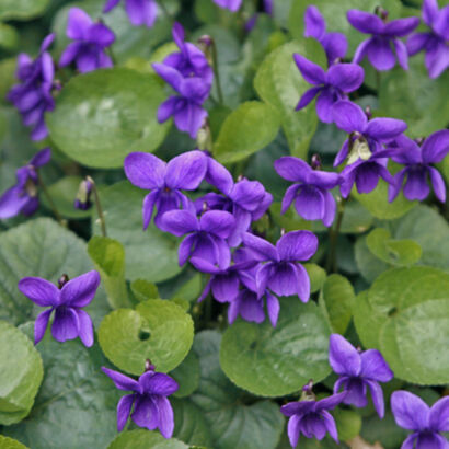 Фиалка душистая (Viola odorata `Konigin Charlotte`)