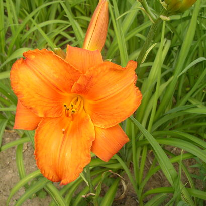 Лилейник гибридный (Hemerocallis `Tropical Sammer`) С2-С3