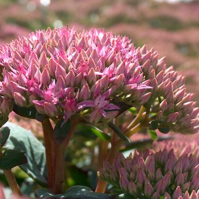 Очиток гибридный (Sedum x hybrida `Matrona`)С3