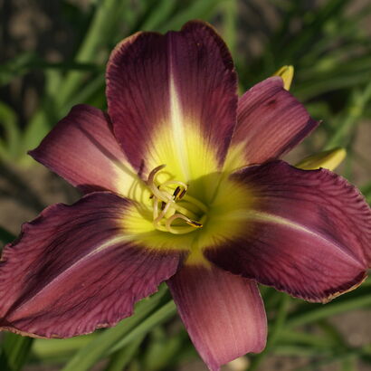 Лилейник гибридный (Hemerocallis `Chicago Royal Robe`) С2 - С3