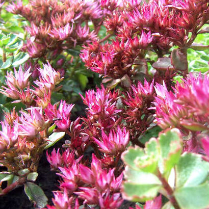 Очиток ложный (Sedum spurium `Roseum`) С2-С3