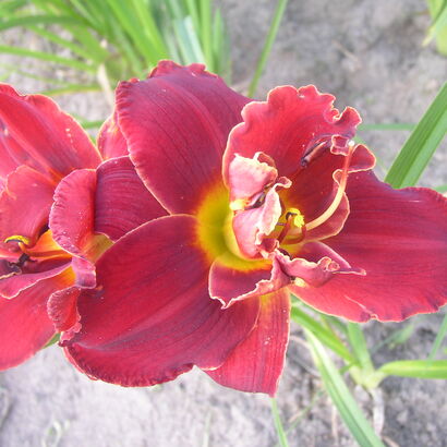 Лилейник гибридный (Hemerocallis `Double Firecracker`) С2 - С3