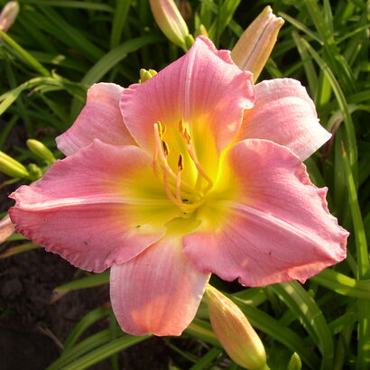 Лилейник гибридный (Hemerocallis `Strawberry Fields`) С2-С3