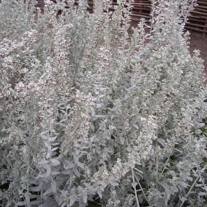 Полынь Людовика (Artemisia ludoviciana) С2-С3