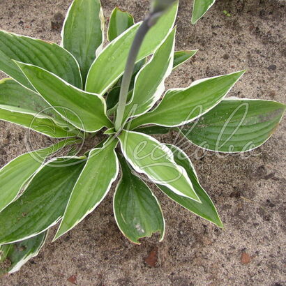 Хоста (Hosta `Francee`) С2-С3