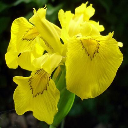 Ирис болотный (Iris pseudacorus) Flore Plena C 3