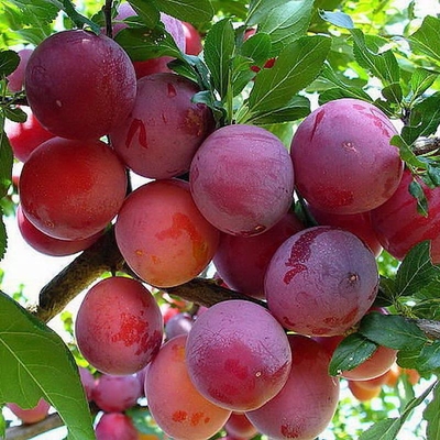 Слива привитая (Prunus domestica `Красный шар`)