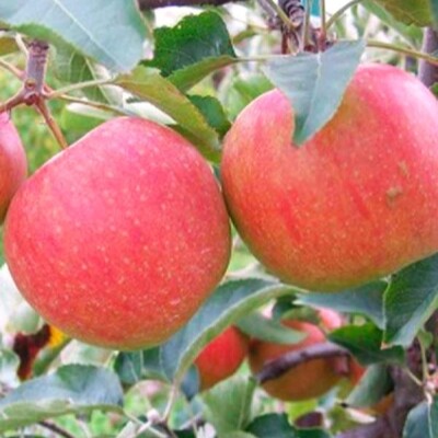 Яблоня `Деликатес`