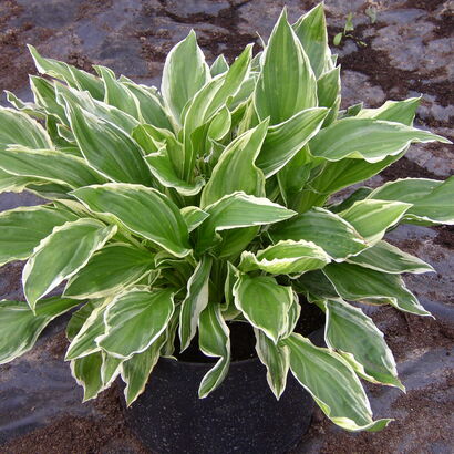 Хоста (Hosta `Devon Green`) C3