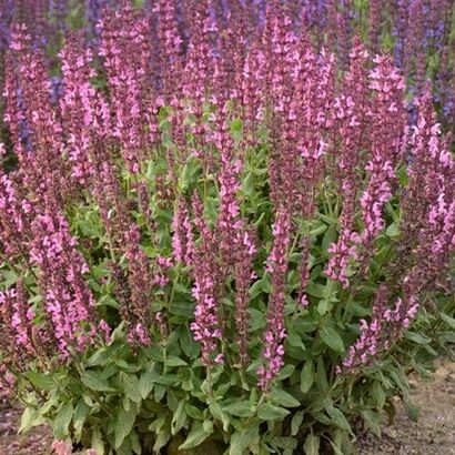 Шалфей дубравный (Salvia nemorosa `New Dimension Rose`) С2-С3