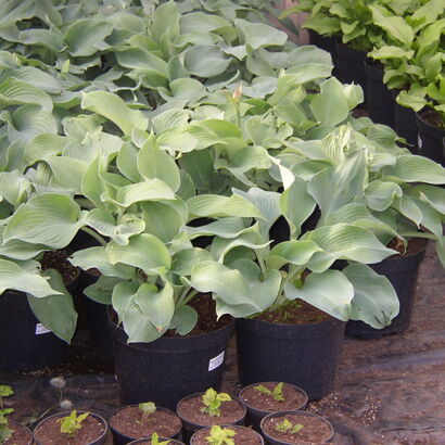 Хоста (Hosta `Blue Angel`)С3