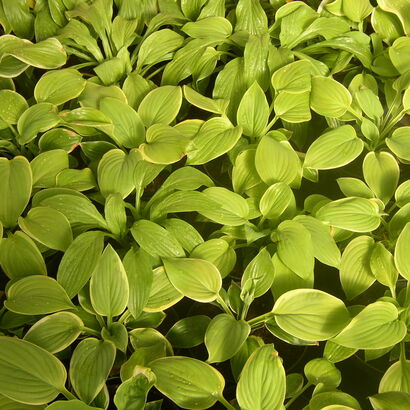 Хоста (Hosta `Fragrant Bouqet`) С2-С3