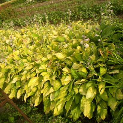 Хоста (Hosta `Gold Standard`) С2-С3