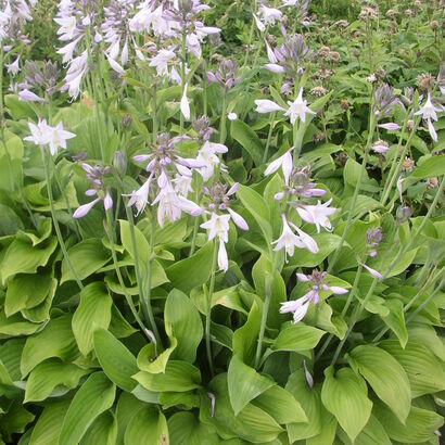 Хоста (Hosta `Hyacinthina`) С2-С3