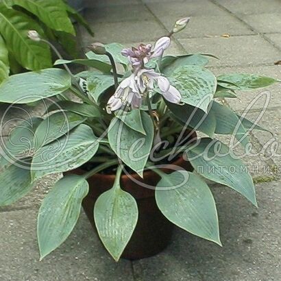 Хоста (Hosta `Halcyon`) C2-C3