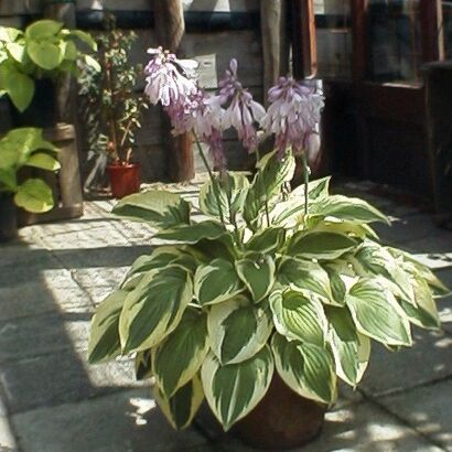 Хоста (Hosta `White Feather) C3