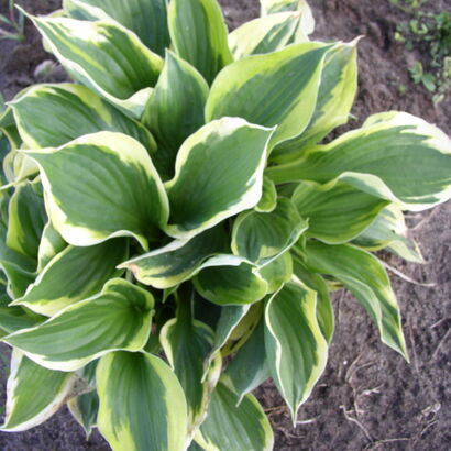 Хоста (Hosta `Patriot`)