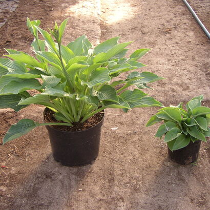 Хоста (Hosta `Elegans`) С2-С3