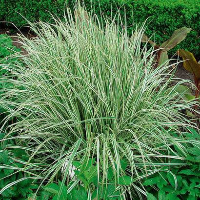 Вейник остроцветковый (Calamagrostis acutiflora ‘Overdam’) С2 - С3