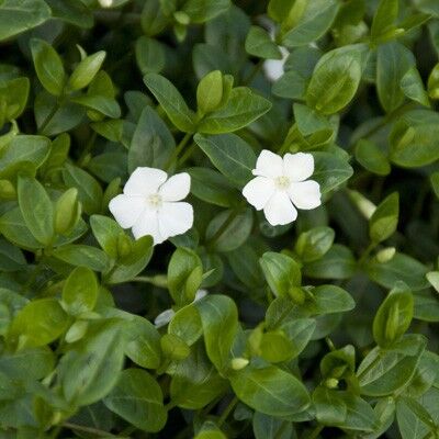 Барвинок малый (Vinca minor `Alba`),С2-С3