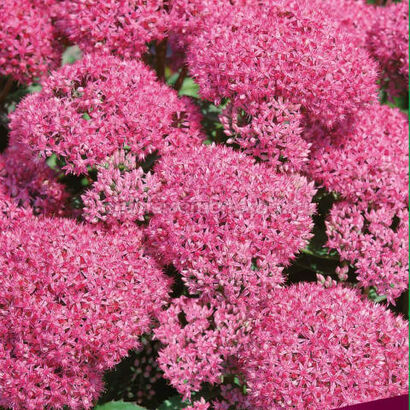 Очиток гибридный (Sedum x hybrida `Carl`) С2-С3