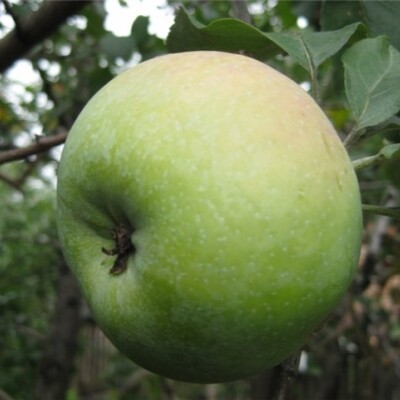 Яблоня `Память Липунову`