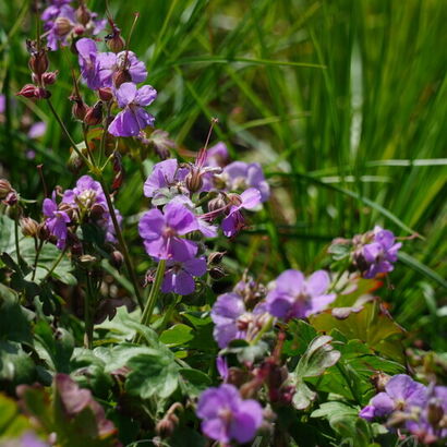 Герань кантабриджийская (Geranium cantabrigense `Karmina `)