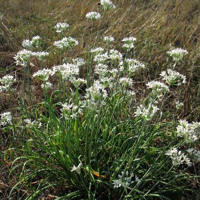 Лук душистый (Állium ramósum)