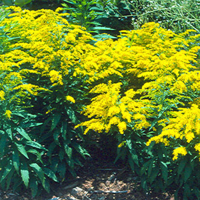 Солидаго канадский (Solidago canadensis `Cloth of Gold`) С2-С3