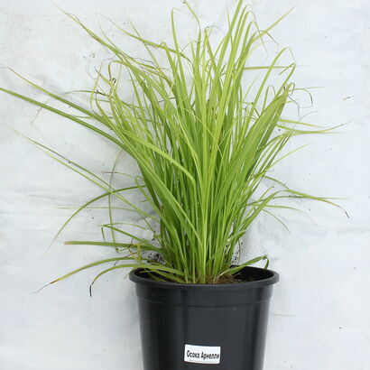 Осока Арнелла (Carex arnellii) С3