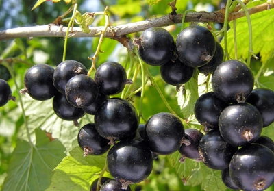 Смородина черная (Ribes nigrum `Память Вавилова`)С 5