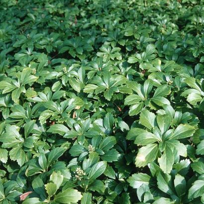 Пахизандра верхушечная ( Pachysandra terminalis),Р9