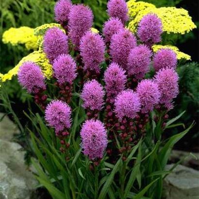 Лиатрис колосковый (Liatris spicata Kobold) С3