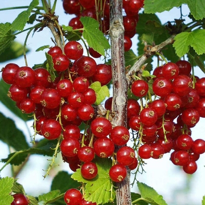 Смородина красная (Ribes rubrum `Rolan`)