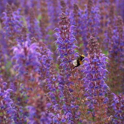 Шалфей дубравный (Salvia nemorosa `Mainacht`)С2-С-3